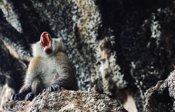 monkey monkey
