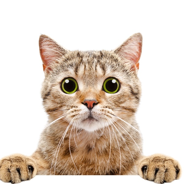 Kitty